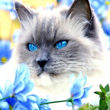 Silverglow Срібносяйва 