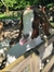 Goatato