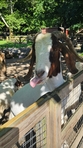 Goatato