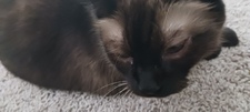 Chloe