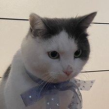 Leslie