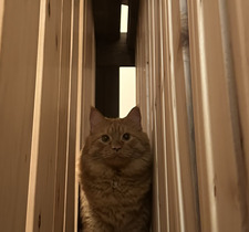 StinkyCat17