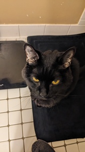 Eitak Porter