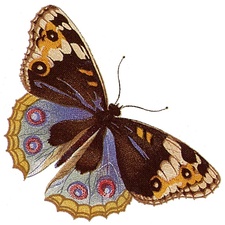 Emeaerre