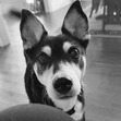 Maci