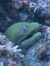 Evil Eel
