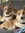 CayoticDogs  | 2 comments