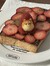 cANAPe