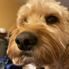 Jake
