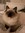 Levie
