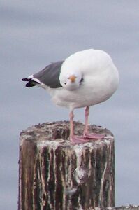 Mitch Seagull