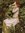 Ophelia