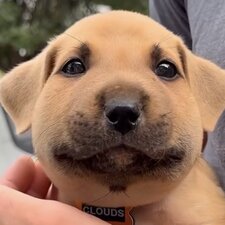 Bobo