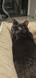 Sattawat Sutthinopsakul