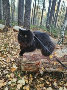 Superdupermomo