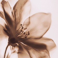 ｡･:*:･❀ Joyful ❀･:*:･｡