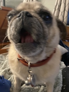 BellaThePug