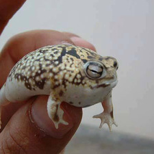 EarnestFrog