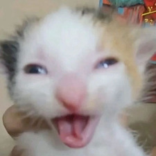 Flynn ⁠´⁠꒳⁠`⁠