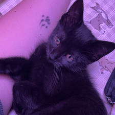 ⋆. &#x1065a;˚࿔ charli &#x1d717;&#x1d71a;˚⋆