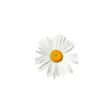 Daisy