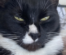 sim ꒰ᐢ. .ᐢ꒱₊˚⊹ ᰔ