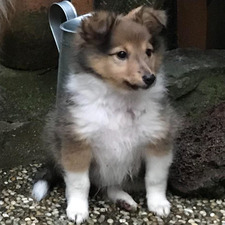 Booksheltie