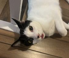 Cata