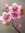 Cherry (cherryblossom0805)
