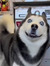 huskyyyy