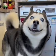 huskyyyy