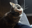 Amanda