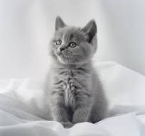 Elinor BookNerdingTon