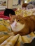 Ester