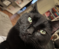 Lorenzo
