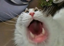 Crash