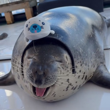 &#x1f9ad;&#x1f9ad;&#x1f9ad;