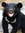 Black Bear