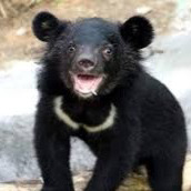 Black Bear