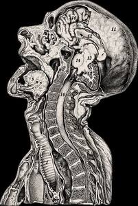 aimée (asthenia apologist)