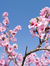 Macha12