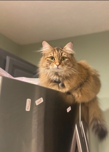 Ella