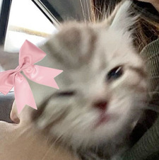 ‧͙⁺˚*･༓☾BRIELLE ☾༓･*˚⁺ ‧͙