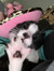 Lily
