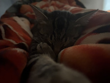 mo