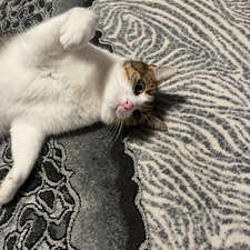 Devii