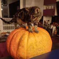 M a j a . ݁₊⭒˚.⋆