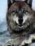 DreamWolf