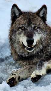 DreamWolf