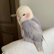 saru
